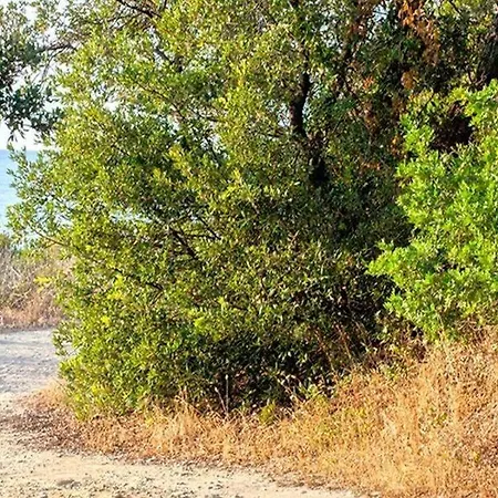 Villa Les De Bagheera, Oasis Naturiste Linguizzetta