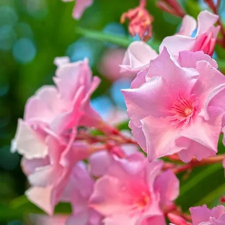 Les De Bagheera, Oasis Naturiste * Linguizzetta