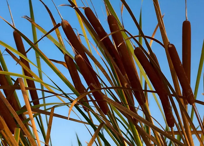 Les De Bagheera, Oasis Naturiste Villa *