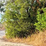 Villa Les De Bagheera, Oasis Naturiste Linguizzetta