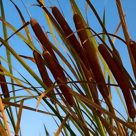 Les De Bagheera, Oasis Naturiste Villa *