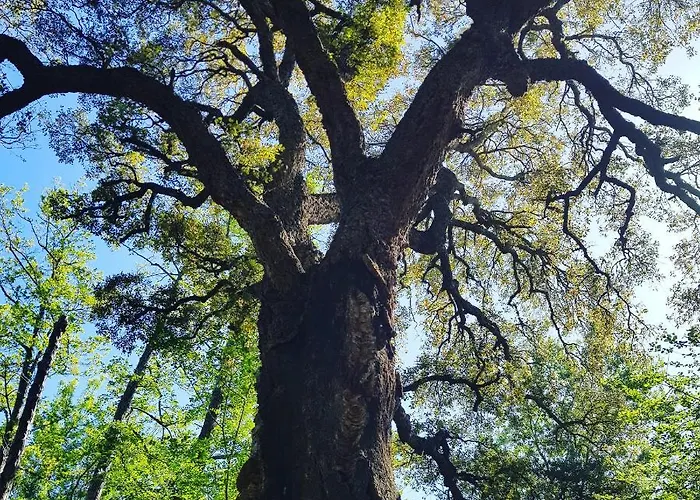 Les De Bagheera, Oasis Naturiste Linguizzetta