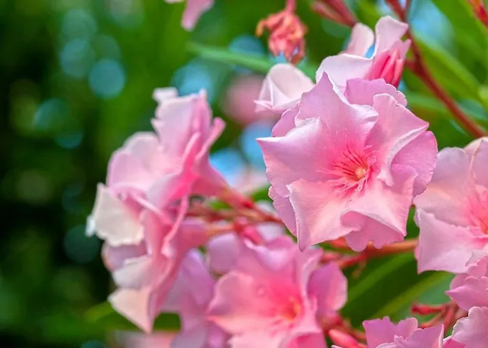 Les De Bagheera, Oasis Naturiste * Linguizzetta